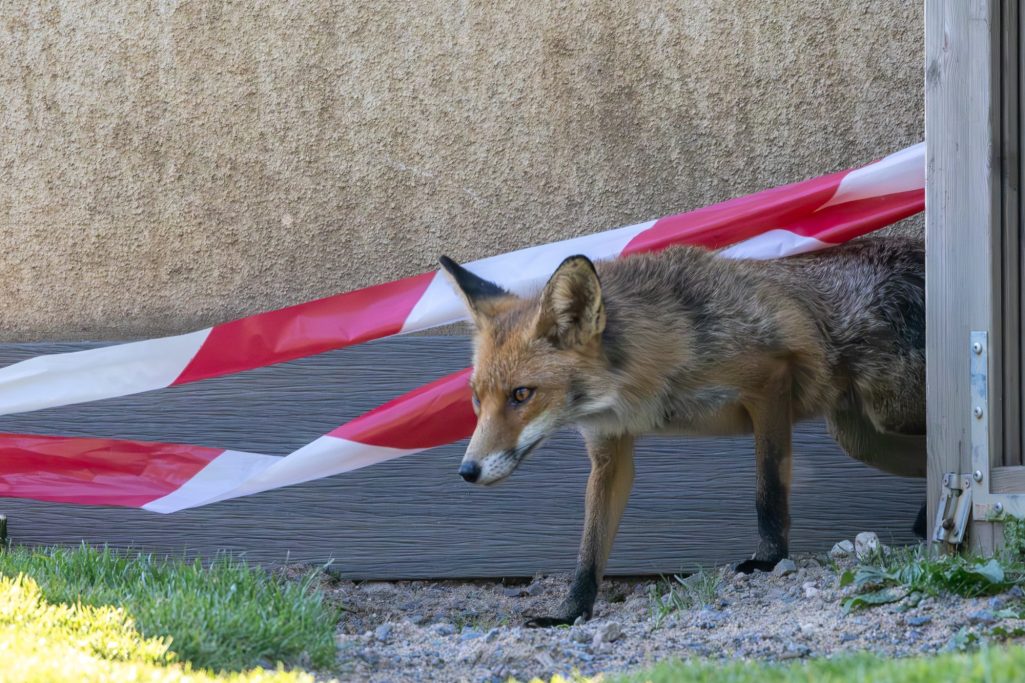 A fox cautiously steps out of a building, surrounded by barrier tape.