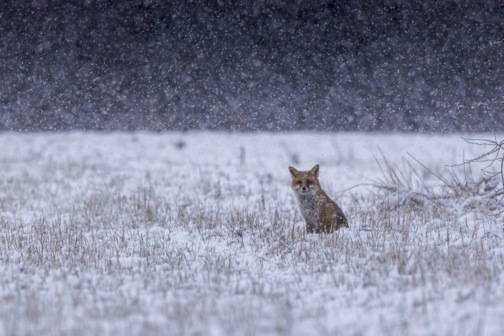 A fox sits in the snow during a snowstorm on an open area.