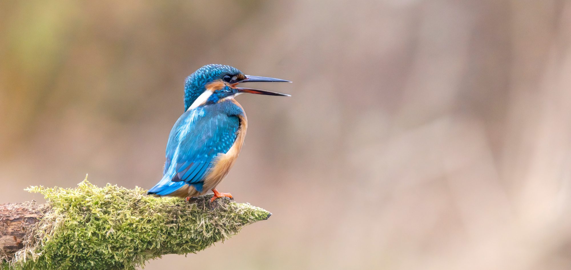 Wings of the Sea Kingfisher with bright blue and orange plumage on a branch.