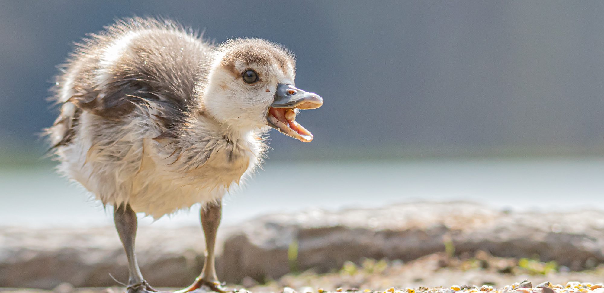Little Voice of the Wild Young bird with fluffy plumage calling loudly against a blurred background