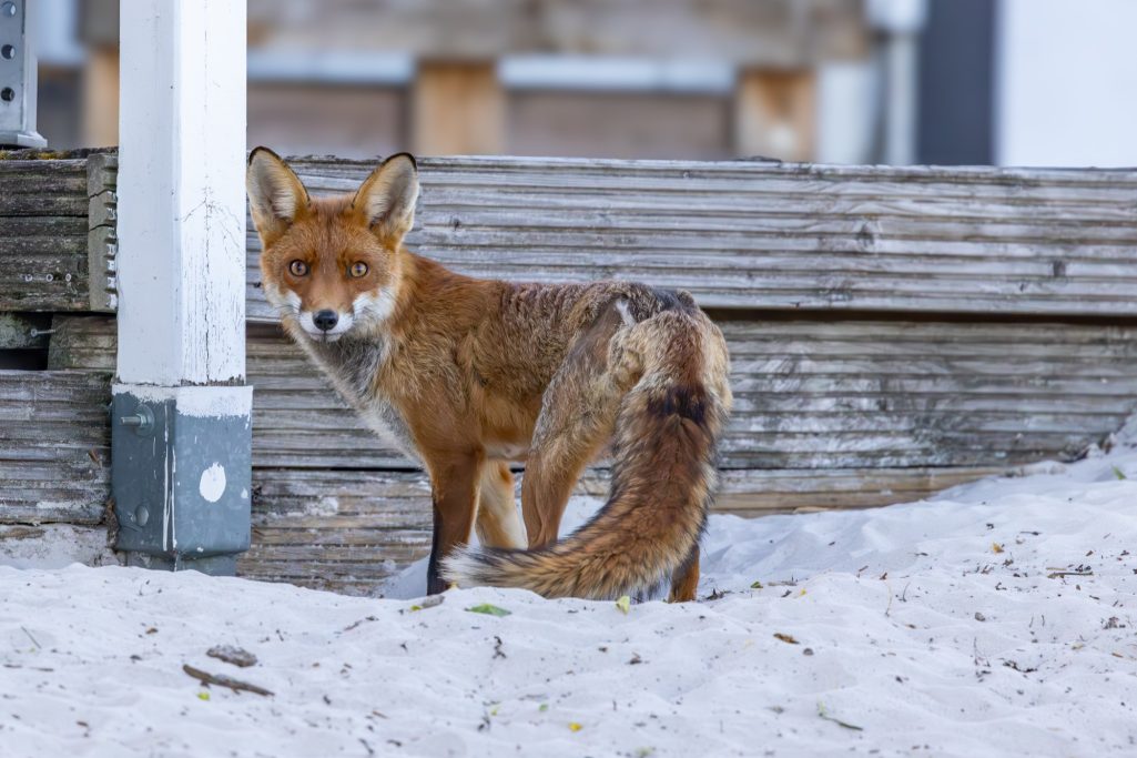 Red fox stands between wooden slats on the ground and looks to the side.