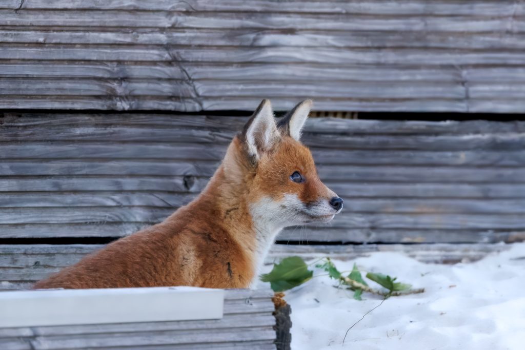 Red fox sitting sideways with light snow in the background.