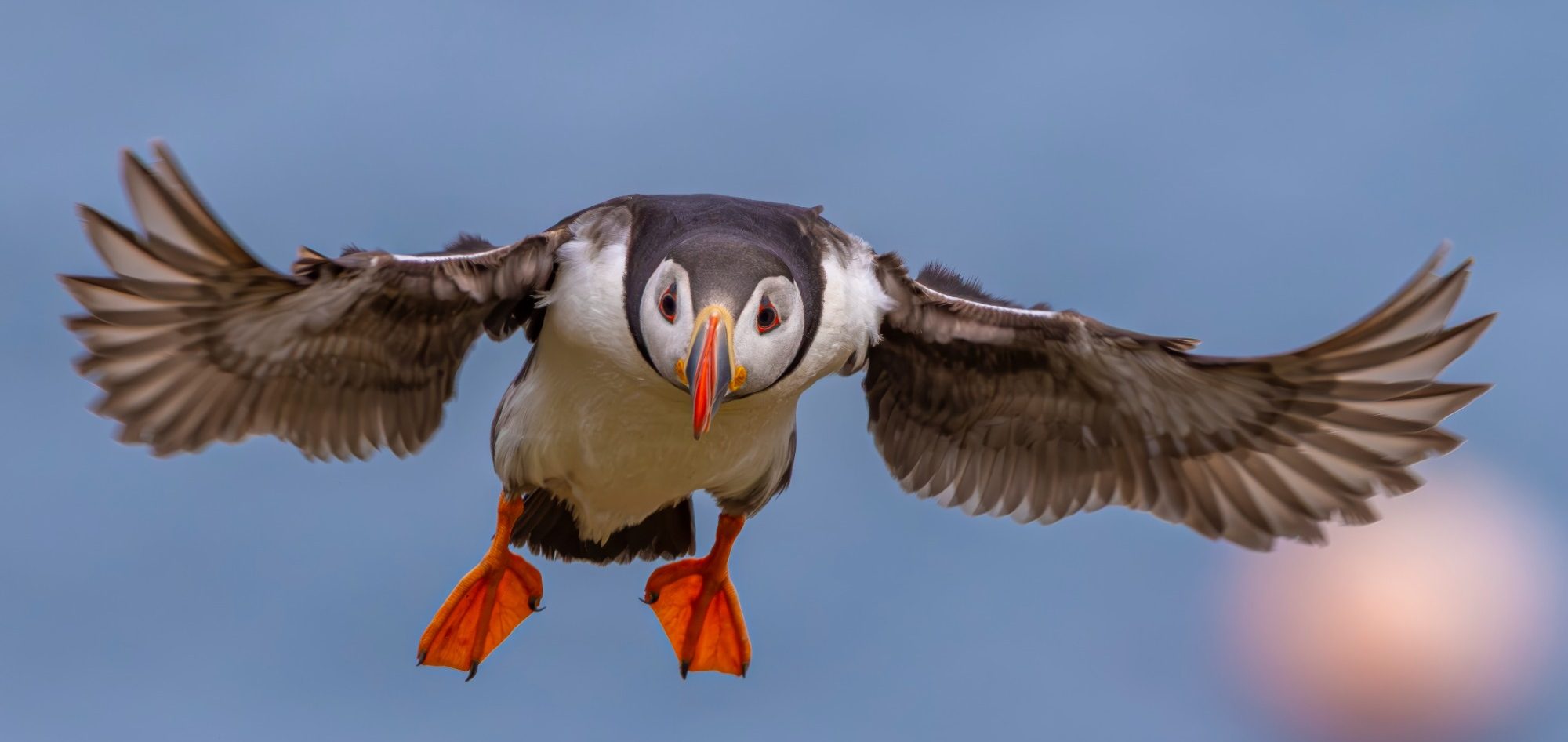 Wings of the Sea Puffin flies with outstretched wings over blue water.