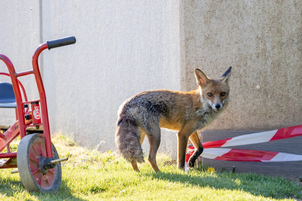 A red fox stands next to a red handcart on green grass.