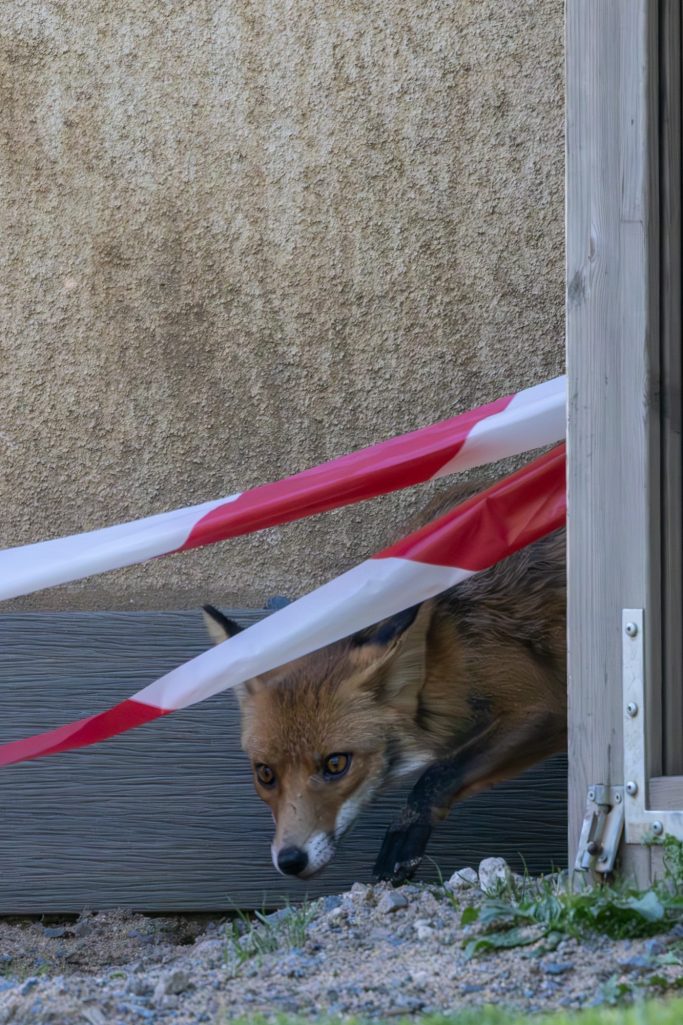 Fox creeps carefully under a red and white barrier tape.