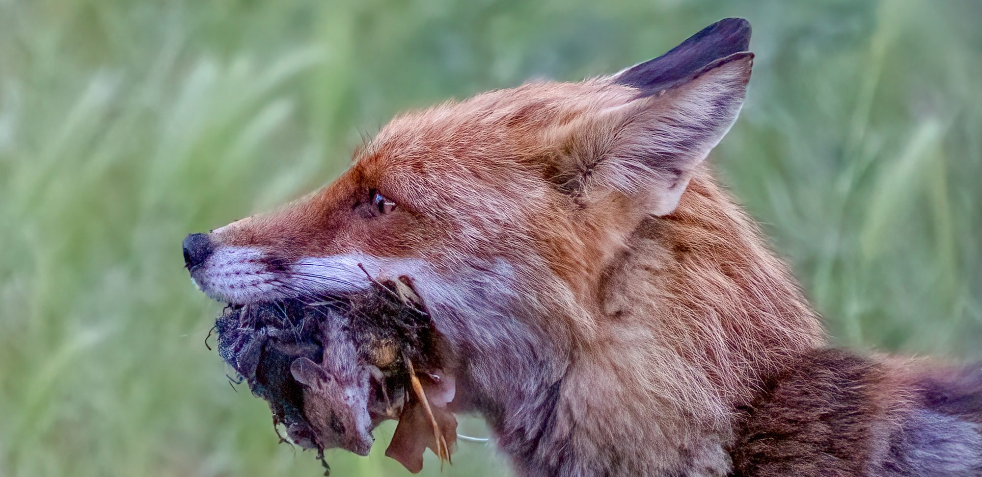 The hunter's prize A fox holds a prey in its mouth, green meadow in the background.