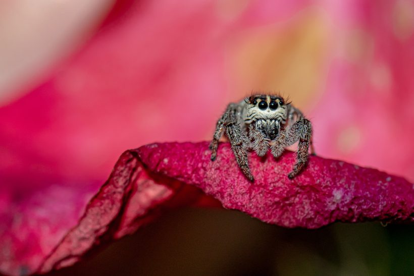 A spider is sitting on a pink petal.