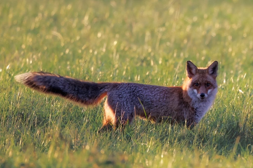 Red fox stands in a green field and looks to the side.